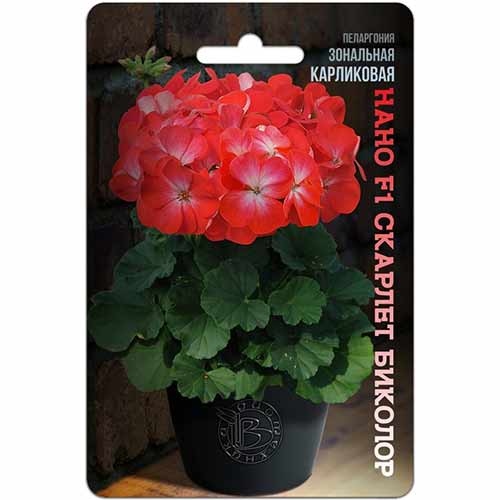 Пеларгония Нано Скарлет Биколор F1 Биотехника артикул фото 1 Пеларгония Нано Скарлет Биколор F1 Биотехника изображение 1 артикул 84631