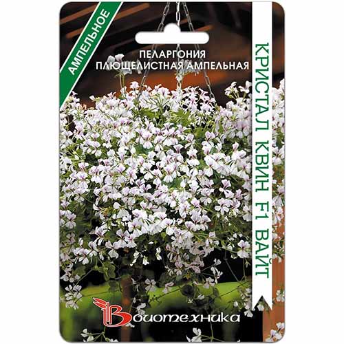 Пеларгония плющелистная ампельная Кристал Квин Вайт F1 Биотехника изображение 1 артикул 74104