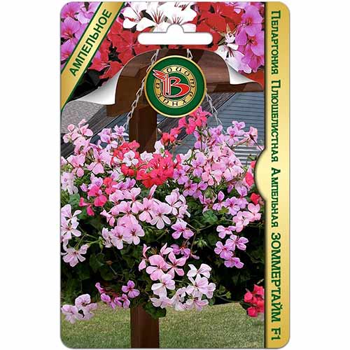 Пеларгония плющелистная ампельная Зоммертайм F1 Биотехника артикул фото 1 Пеларгония плющелистная ампельная Зоммертайм F1 Биотехника изображение 1 артикул 84637