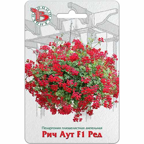 Пеларгония Рич Аут Ред F1 Биотехника артикул фото 1 Пеларгония Рич Аут Ред F1 Биотехника изображение 1 артикул 82703