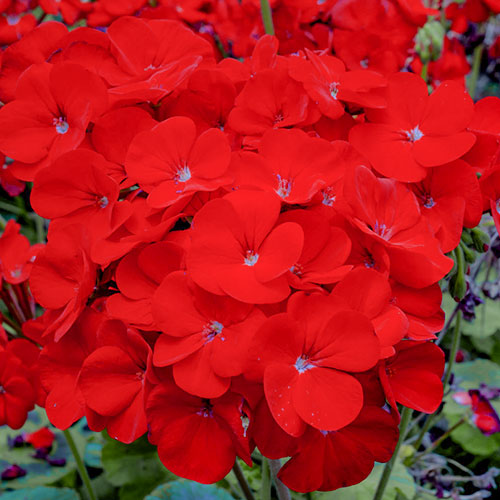 Пеларгония Венеция Ред F1 Premium Seeds артикул фото 1 Пеларгония Венеция Ред F1 Premium Seeds изображение 1 артикул 83919