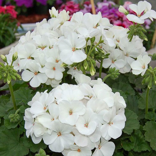 Пеларгония Венеция Вайт F1 Premium Seeds артикул фото 1 Пеларгония Венеция Вайт F1 Premium Seeds изображение 1 артикул 83917