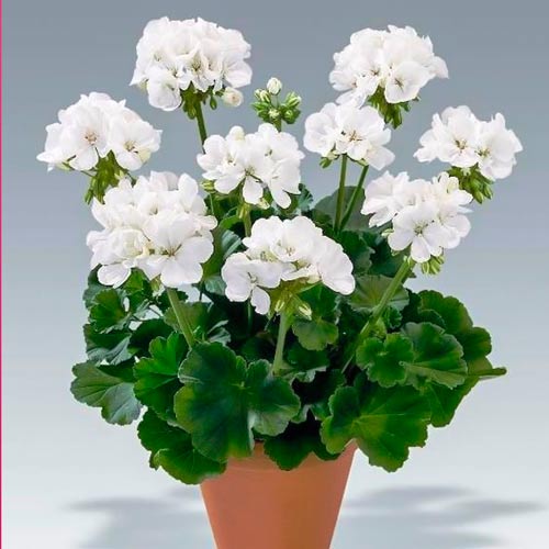 Пеларгония зональная Бланка F1 артикул фото 1 Пеларгония зональная Бланка F1 изображение 1 артикул 71348