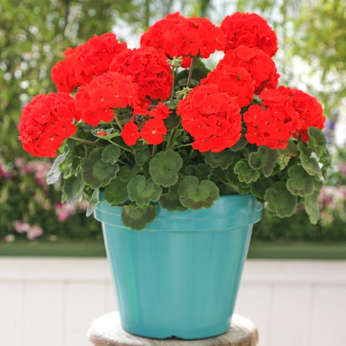 Пеларгония зональная Мулен Руж F1, семена изображение 1 артикул 66166