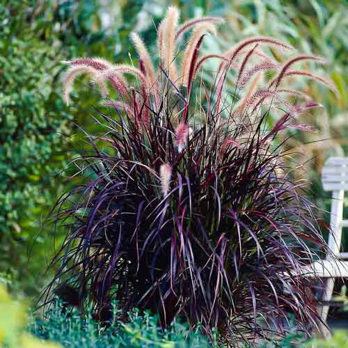 Пенисетум Пурпурное Величество F1 изображение 1 артикул 71498
