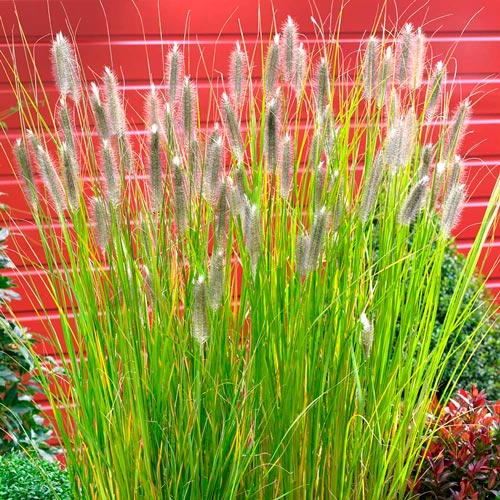 Пеннисетум  Меджик изображение 1 артикул 7257