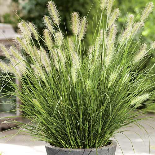 Пеннисетум лисохвостовый изображение 1 артикул 76345