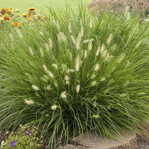 Пеннисетум Литл Банни изображение 1 артикул 4783