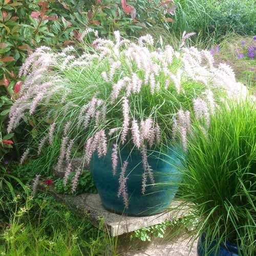 Пеннисетум лисохвостовый восточный изображение 1 артикул 9595