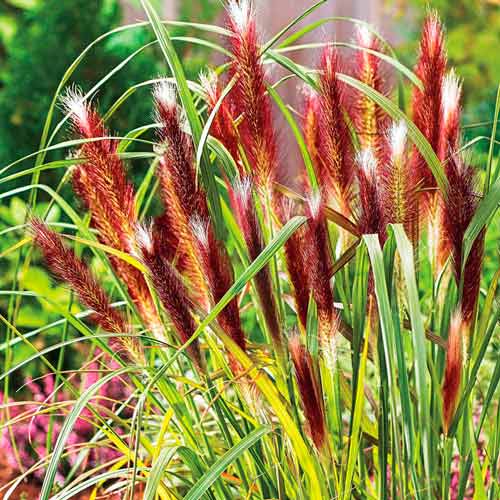Пеннисетум Ред Хэд изображение 1 артикул 76346