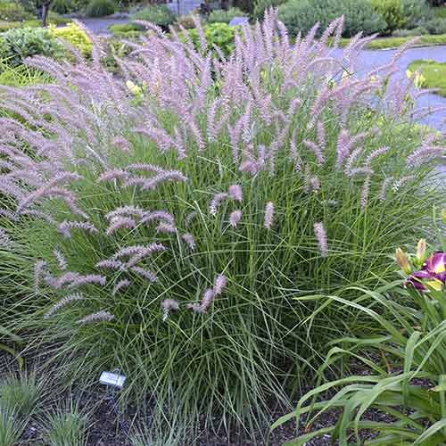 Пеннисетум восточный изображение 1 артикул 71895