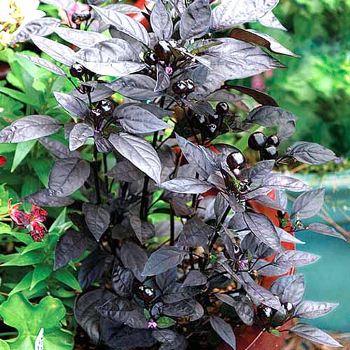 Перец декоративный Озорник, семена изображение 1 артикул 66105