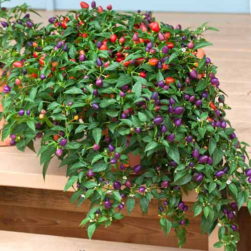 Перец кустарниковый Локо F1, семена изображение 1 артикул 65283