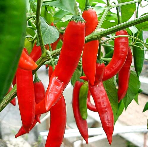 Перец острый Китайский огонь F1 изображение 1 артикул 65139