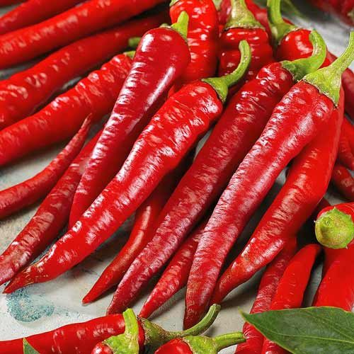 Перец острый Клайд F1 Седек изображение 1 артикул 71650