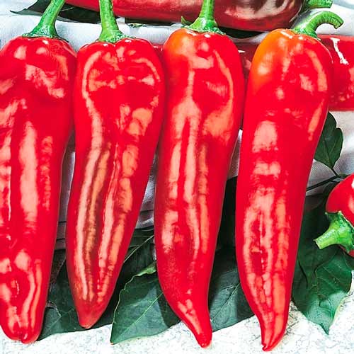 Перец острый Крокодил F1 артикул фото 1 Перец острый Крокодил F1 изображение 1 артикул 71651