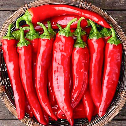 Перец острый Моя теща Premium Seeds артикул фото 1 Перец острый Моя теща Premium Seeds изображение 1 артикул 83799