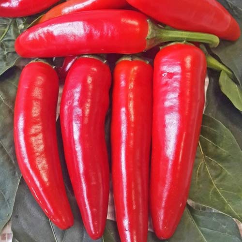 Перец острый Остряк Седек изображение 1 артикул 71658