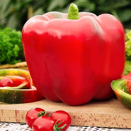 Перец сладкий Ажур F1 Седек изображение 1 артикул 82502