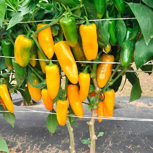 Перец сладкий Апельсин желтый Русский огород НК изображение 1 артикул 82744