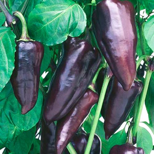 Перец сладкий Биг папа изображение 1 артикул 71767