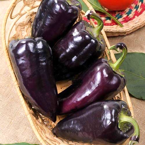 Перец сладкий Черный сахар F1 изображение 1 артикул 65142