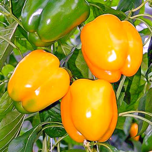 Перец сладкий Джемини F1 изображение 1 артикул 65752