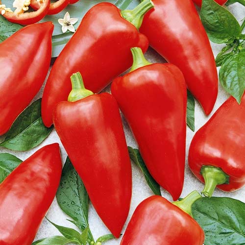 Перец сладкий Факир, семена изображение 1 артикул 66340