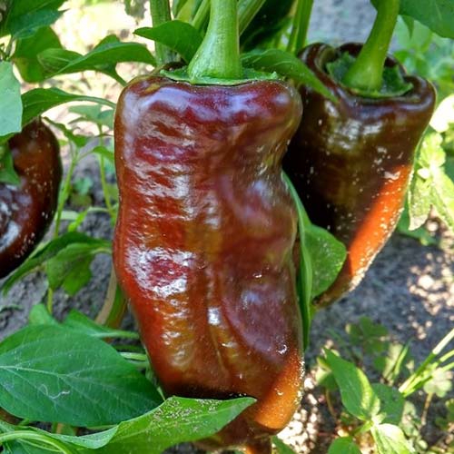 Перец сладкий Карамель Русский огород НК изображение 1 артикул 85001