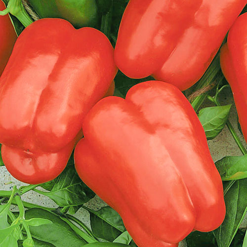 Перец сладкий Королева Елизавета F1 Уральский дачник артикул фото 1 Перец сладкий Королева Елизавета F1 Уральский дачник изображение 1 артикул 74219