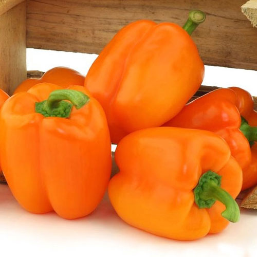 Перец сладкий Рыжий барин F1 Premium Seeds артикул фото 1 Перец сладкий Рыжий барин F1 Premium Seeds изображение 1 артикул 83806