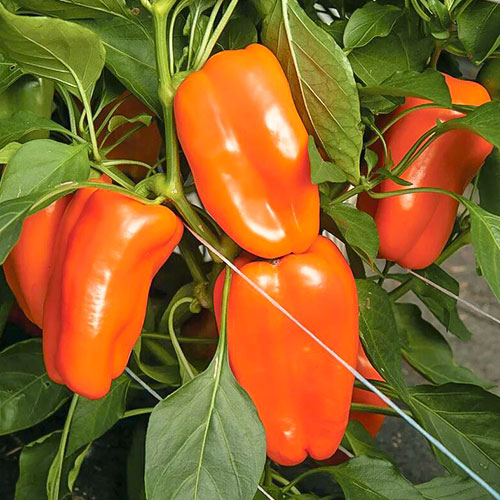Перец сладкий Рыжий кот F1 Premium Seeds артикул фото 1 Перец сладкий Рыжий кот F1 Premium Seeds изображение 1 артикул 83807