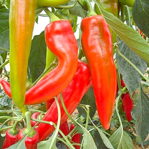 Перец сладкий Сахарный рожок, семена изображение 1 артикул 65141