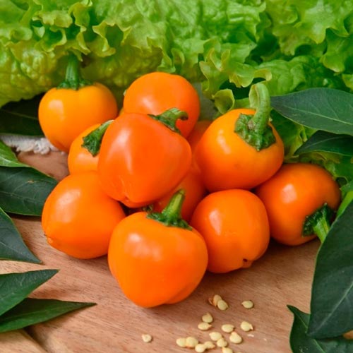 Перец сладкий Трюфелек оранжевый F1 Русский огород НК артикул фото 1 Перец сладкий Трюфелек оранжевый F1 Русский огород НК изображение 1 артикул 71288