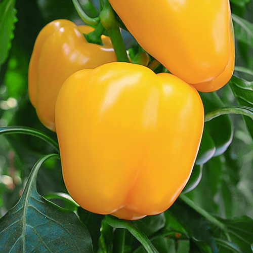 Перец сладкий Золотая бочка Premium Seeds артикул фото 1 Перец сладкий Золотая бочка Premium Seeds изображение 1 артикул 83803
