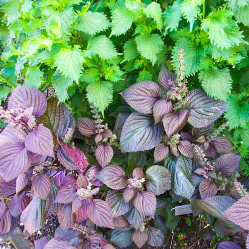 Перилла овощная, смесь семян изображение 1 артикул 71936