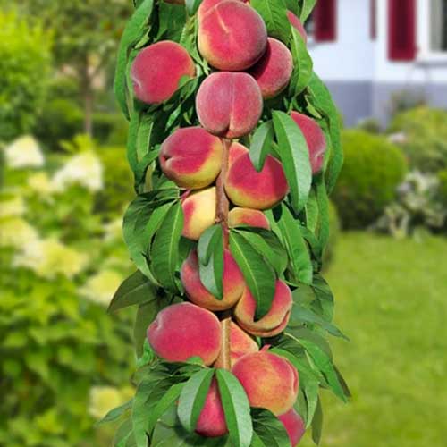 Персик колоновидный Принц изображение 1 артикул 1610