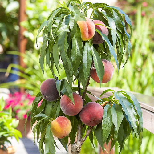 Персик колоновидный Штайнберг изображение 1 артикул 6989