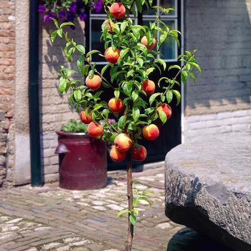 Персик Сувенир изображение 1 артикул 1915