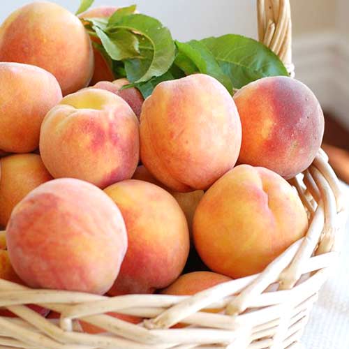 Персик Ореховый артикул фото 1 Персик Ореховый изображение 1 артикул 4226