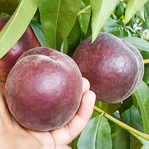 Персик Роял Маджестик изображение 1 артикул 4237