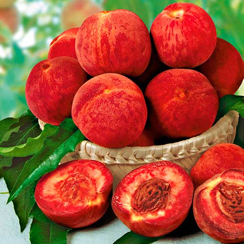 Персик Рубино изображение 1 артикул 8614