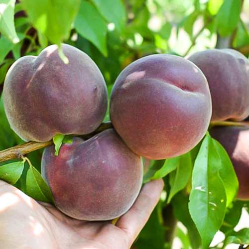 Персик Саммер Леди артикул фото 1 Персик Саммер Леди изображение 1 артикул 4231