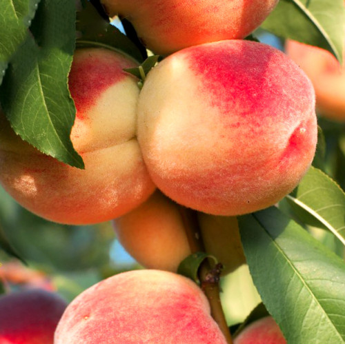 Персик Ставропольский розовый изображение 1 артикул 7934