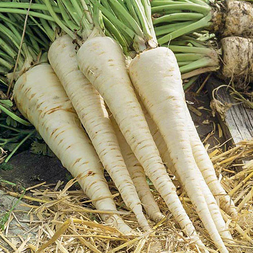 Петрушка корневая Уральская усадьба Уральский дачник изображение 1 артикул 83079