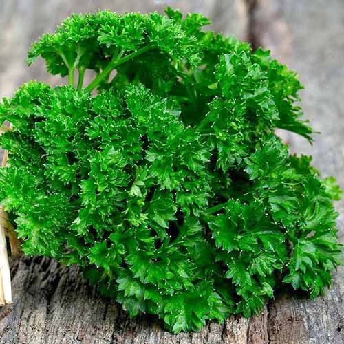 Петрушка кудрявая Быстроотрастающая изображение 1 артикул 74225