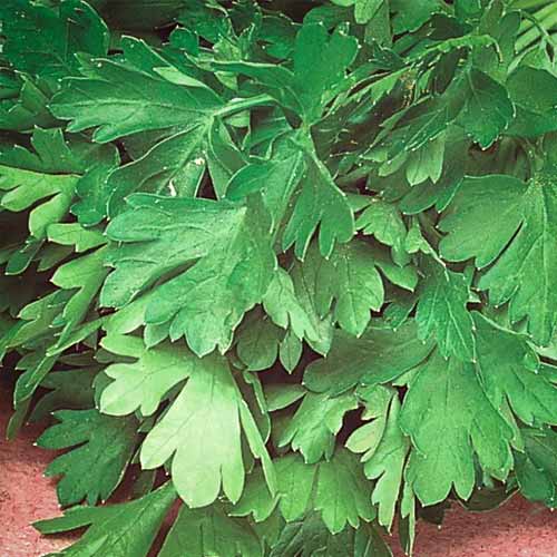 Петрушка листовая Итальянский гигант, семена изображение 1 артикул 65085