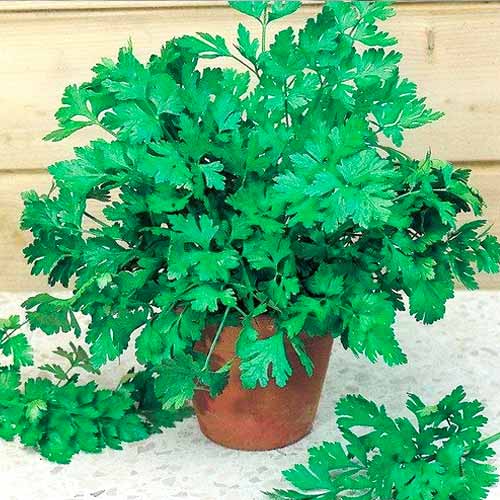 Петрушка листовая Свежий ветер Уральский дачник изображение 1 артикул 74227