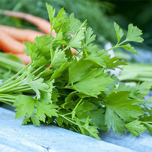Петрушка листовая Витаминка Premium Seeds артикул фото 1 Петрушка листовая Витаминка Premium Seeds изображение 1 артикул 83811