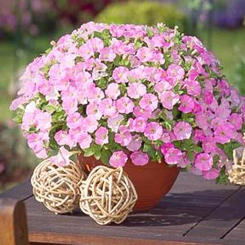 Петуния ампельная Розовый бриллиант F1, семена  изображение 1 артикул 66123